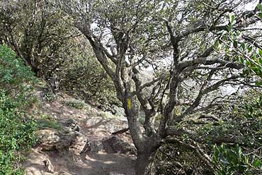 Presqu'ile de giens - Eichen